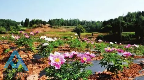 年4月3日召开首届牡丹花节开幕式 图:生态农业公园种植基地牡丹怒放